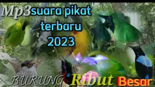 Download pikat ribut burung besar........ anti gagal MP3