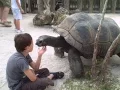 When tortoises ATTACK