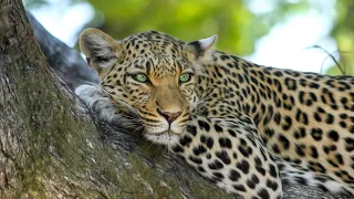 live kutoka mbuga za wanyama serengeti tanzania