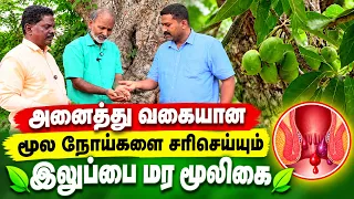 அனைத்து வகையான மூல நோய்களை சரிசெய்யும் இலுப்பை மர மூலிகை..