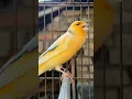 Download Lagu canary bird chirping | bird sound #birds #animals #canary #funnyanimals