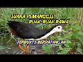 Mendekat \u0026 Merapat!! SOUND PIKAT PEMANGGIL RUAK-RUAK RAWA - Update