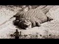 Download Lagu TOP 10 BIGGEST CROCODILES In The World