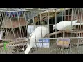 Download Lagu Beautiful Sound of White Dove