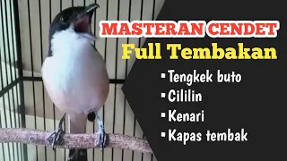 burung cendet gacor pentet gacor nembak isian mewah cocok buat masteran pancingan cendet agar bunyi