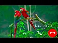 Download Lagu Nada dering SMS burung _ Nada pesan _ nada dering sms baru _ Nada notifikasi #nada #viral #nada dering
