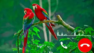Bird Sms Ringtone Message Tone New Sms Ringtine Notification Tone Tone Viral Ringtone  Bird Sms Ringtone Message Tone New Sms Ringtine Notification Tone Tone Viral Ringtone