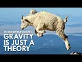 Download Lagu Mountain Goats Don’t Believe In Gravity