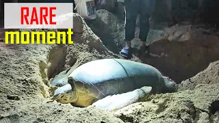 E217 – A Sea Turtle Lays Eggs Right in Front of Us!