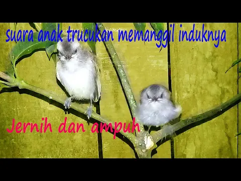 Download MP3 suara anak trucukan untuk pikat,jernih dan ampuh.