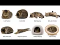 Every Cat Sleeping Position Explained