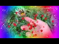 Download Lagu PEMBEDA (DWITYA MAHARANI ) VIDEO LYRIC