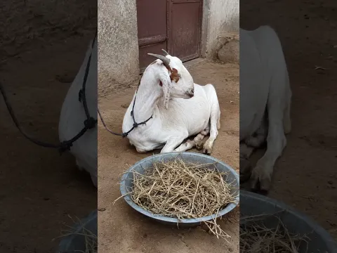 How Farmers Fool Goats!