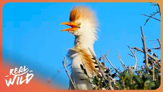 WILD GREECE | Inside The Bird Haven | Ultra HD Nature Documentary