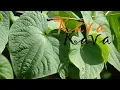 Kava Kava Root Piper Methysticum