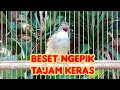 Hitungan Detik Cucak Jenggot Bisu Dijamin Nyaut , Masteran Jenggot Beset Ngepik