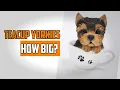 How big will Teacup Yorkies get Everything About Teacup Yorkies 2020
