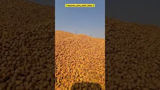                               دندنها