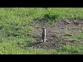 Dogs - Closeups