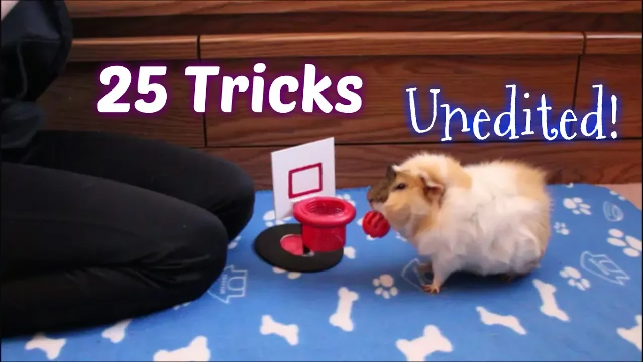 25 Guinea Pig Tricks All At Once 25 Guinea Pig Tricks All At Once