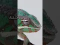 Download Lagu Ongelooflijke snelheid van de kameleontong onthuld!