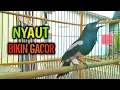 Lagu TAK BUTUH WAKTU LAMA LANGSUNG NYAUT IKUT GACOR  !! PANCINGAN KACER GACOR PASTI NYAUT AMPUH.