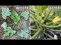 Your Zucchini Plants Will FAIL Unless You STOP Doing This