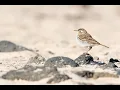 Download Lagu Relaxing Music: Pipit-Passerine Bird Relaxing, Stress Relief, Meditation, Sleeping