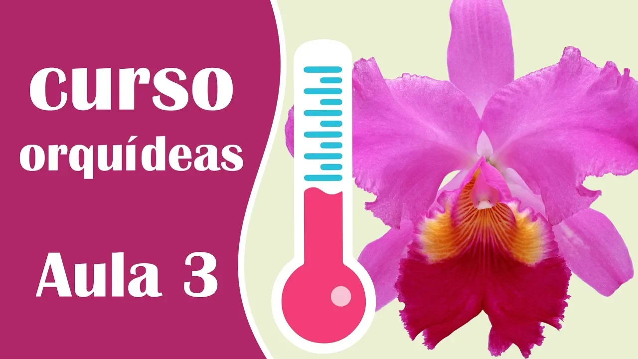 MINICURSO DE COMO CUIDAR DE ORQUÍDEAS AULA 3 A TEMPERATURA IDEAL