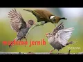 Download Lagu gereja vs cililin masteran terbaik untuk kicau mania. 2 jam non stop