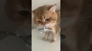 قطط قطط مضحكة القطط مضحكة 