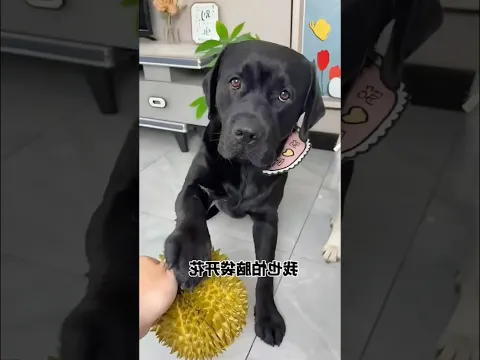 ডিম টা ফাটিয়ে কাকে দেবো 😂⁉️#shorts #fypシ゚viral #fyp #dog