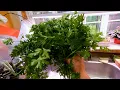 Preserve Cilantro - Don t dry it FREEZE IT