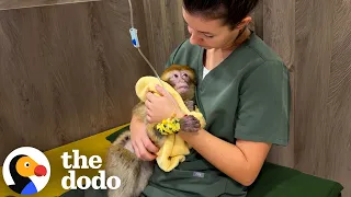 Monkey Used For Tourist Photos Is Finally Free After 10-Month Rescue Fight | The Dodo