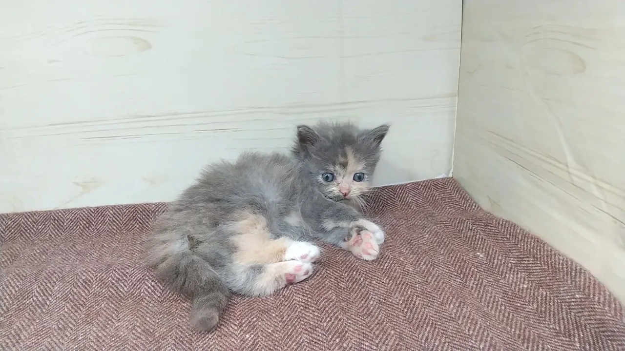 動画
