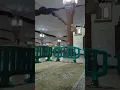Download Lagu MashaAllah Beautiful View Sehan e Haram e Madni, Masjid e Nabawi, Madina Munawara