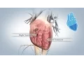 Download Lagu Anatomie van het hart