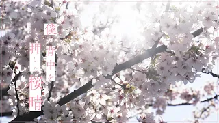 優里『桜晴』Lyric Music Video（1コーラスver.）