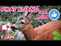 SUARA PIKAT KIJANG PALING AMPUH(SIANG MALAM)👍