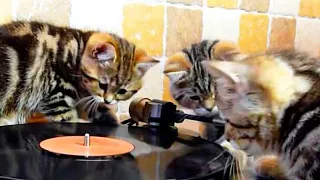 Kittens beatmakers