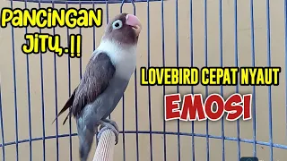 Download SUARA LOVEBIRD NGEKEK PANJANG, TERAPI AMPUH BUAT LOVEBIRD MACET MALAS BUNYI JADI CEPAT PANAS GACOR MP3