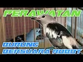 PERAWATAN BURUNG JALAK KAPAS BAHAN AGAR CEPAT GACOR