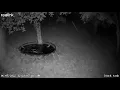 Possum or giant rat