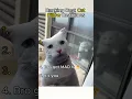 Ranking Best Cat Pillow Reactions
