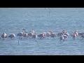 Download Lagu Flamingo ( Phoenicopterus roseus) - Narta Lagoon - Protected Landscape of Vjose Narta - Visit Vlora
