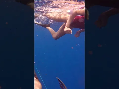 she took a lil baby diving with sharks