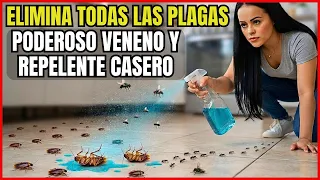 Elimina todas las cucarachas, moscas, mosquitos y hormigas con veneno casero | Gio de la Rosa