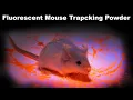 Glow-In-The-Dark Fluorescent Mouse Tracking Powder Really Works Mousetrap Monday