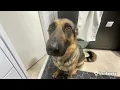 Whining dog meme original