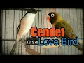 Lagu Mantap !! Cendet rasa Love Bird